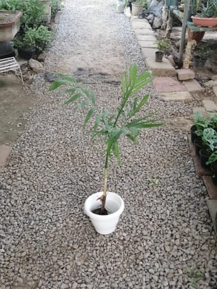Buy Cane palm in 8 Inch Classy White Plastic Pot Online | Urvann.com