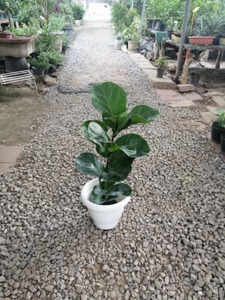 Buy Fiddle Leaf in 8 Inch Classy White Plastic Pot Online | Urvann.com