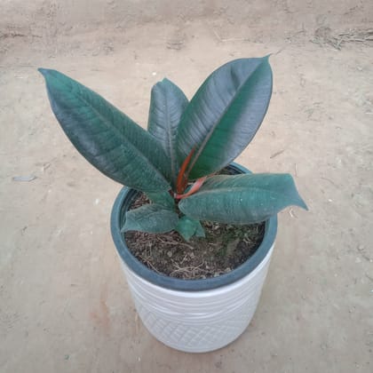 Buy Rubber Plant in 6 Inch Ceramic Pot Online | Urvann.com