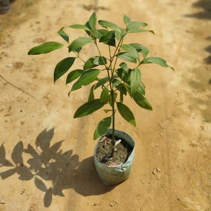 Buy Tej Patta / Bay Leaf in 4 Inch Nursery Bag Online | Urvann.com