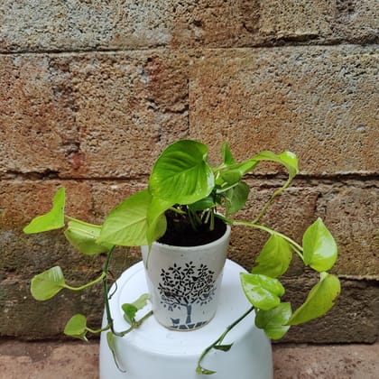 Buy Money Plant Desi in 8 Inch Ceramic Pot Online | Urvann.com