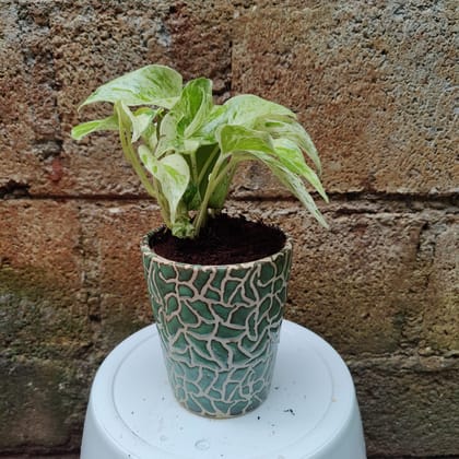 Buy Money Plant Marble in 8 Inch Ceramic Pot Online | Urvann.com