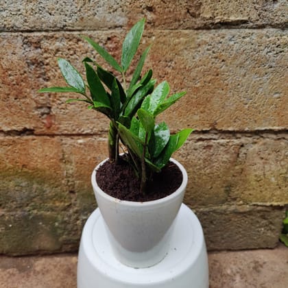 Buy ZZ Green in 10 Inch Ceramic Pot Online | Urvann.com