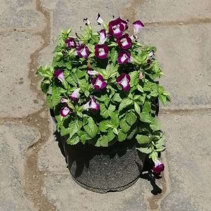 Buy Torenia / Wishbone Flower (any colour) in 6 Inch Plastic Pot Online | Urvann.com