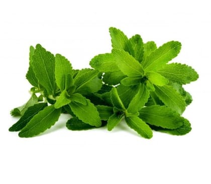 Buy Stevia Seeds - Excellent Germination Online | Urvann.com