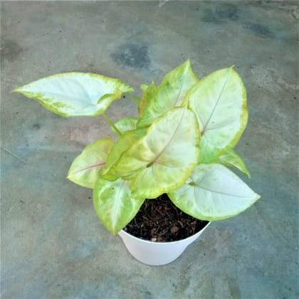 Buy Syngonium Yellow in 5 Inch Elegant White Plastic Pot Online | Urvann.com