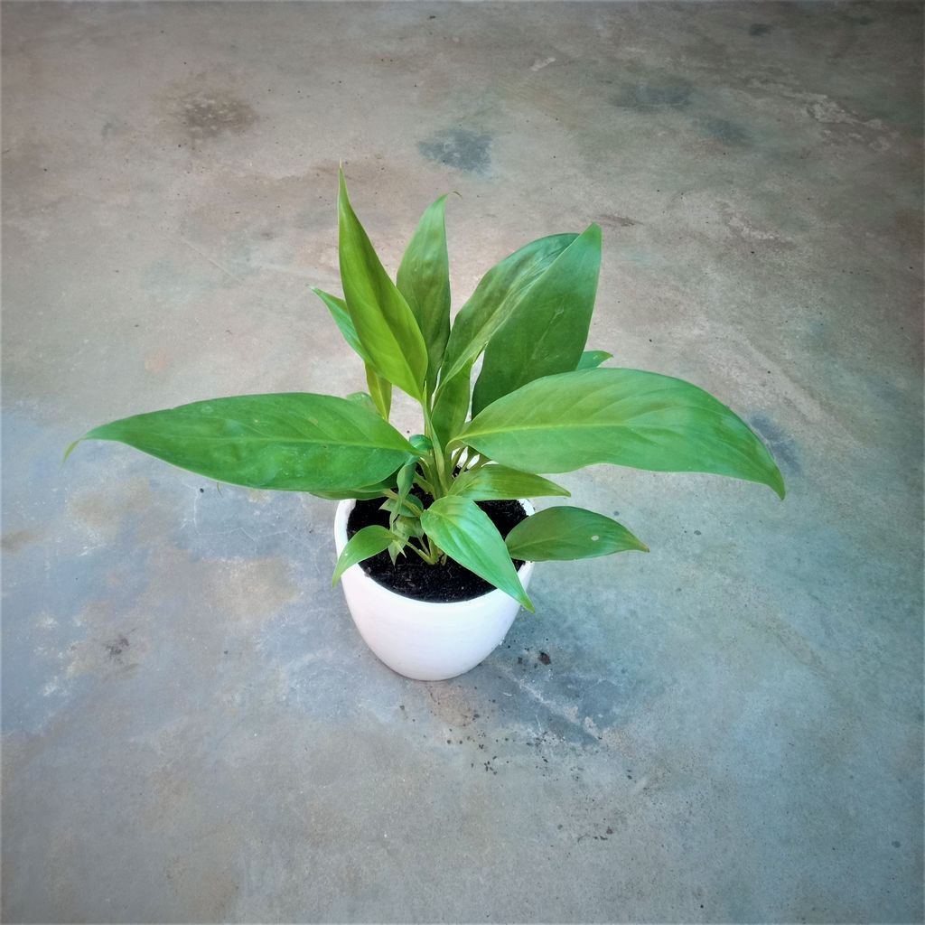 Peace Lily in 4 Inch Elegant White Ceramic Pot