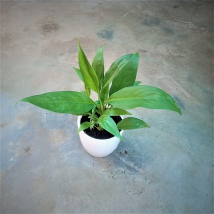 Buy Peace Lily in 4 Inch Elegant White Ceramic Pot Online | Urvann.com