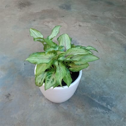 Buy Syngonium Arrowhead in 4 Inch Elegant White Ceramic Pot Online | Urvann.com