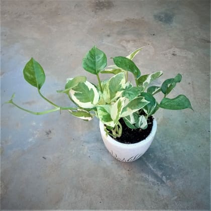 Buy White Money Plant in 4 Inch White Designer Ceramic Pot Online | Urvann.com