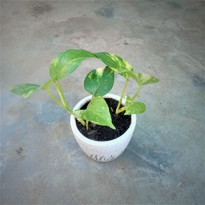 Buy Yellow Green Money Plant in 4 Inch White Designer Ceramic Pot Online | Urvann.com