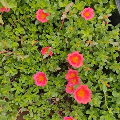 Buy Portulaca Moss Rose in 4 Inch Nursery Bag Online | Urvann.com