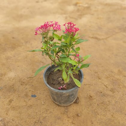 Buy Pink Pentas in 6 Inch Plastic Pot Online | Urvann.com