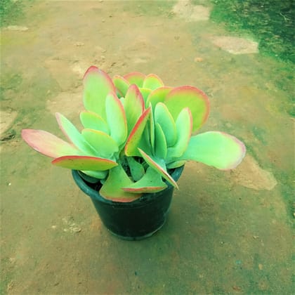 Buy Kalanchoe Thyrsiflora Succulent in 3 Inch Plastic Pot Online | Urvann.com