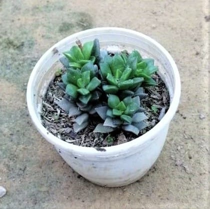 Buy Jovibarba Succulent in 3 Inch Ceramic Pot Online | Urvann.com