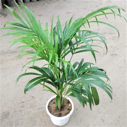 Buy Areca Palm in 8 Inch Classy White Pot Online | Urvann.com