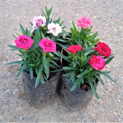 Set of 4 Carnations (multicolor) in 4 Inch Nursery Bag