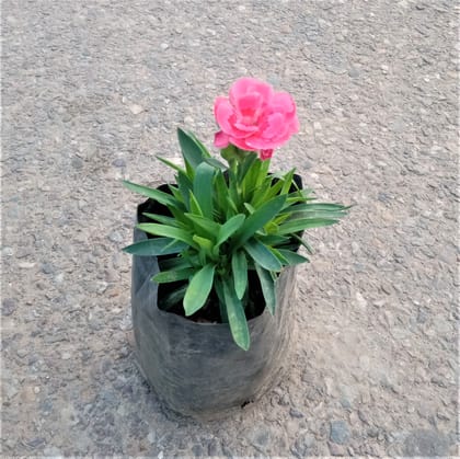 Clove Pink Carnation in 4 Inch Nursery Bag