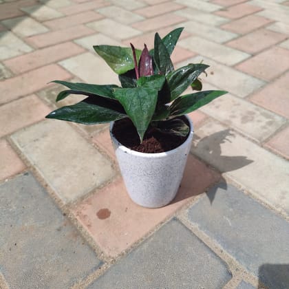 Buy Money Plant Black in 6 Inch Elegant White Ceramic Pot Online | Urvann.com