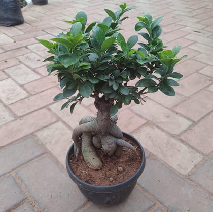 Ficus Bonsai (~ 1.5 feet) in 7 Inch Plastic Pot