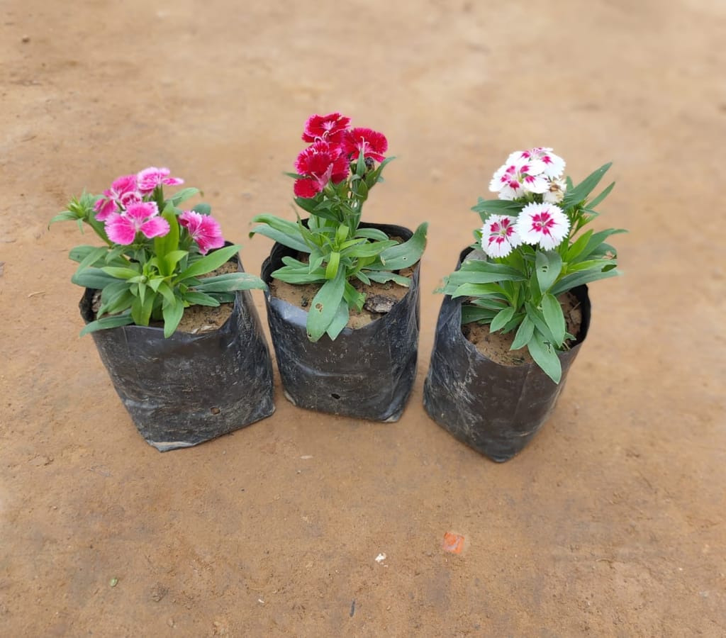 Set of 3 Dianthus (Any Colour)  in 4 Inch nursery bag
