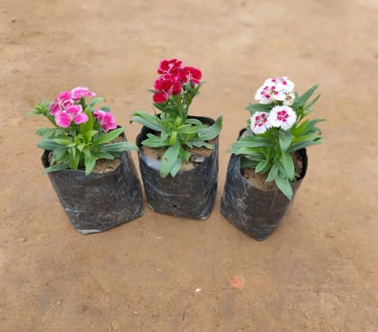 Set of 3 Dianthus (Red , Pink & White) in 4 Inch nursery bag