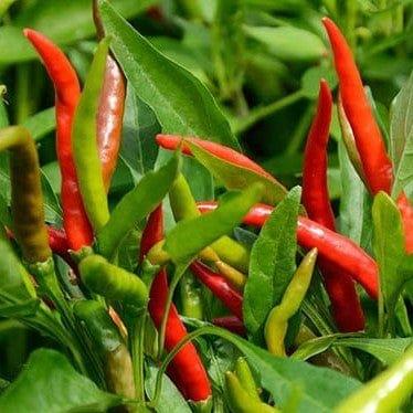 Hot Pepper (Chilli) Seeds