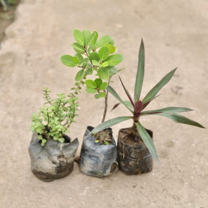 Set of 3 - (Long Island Ficus, Jade & Durangi) in 4 Inch Nursery Bag