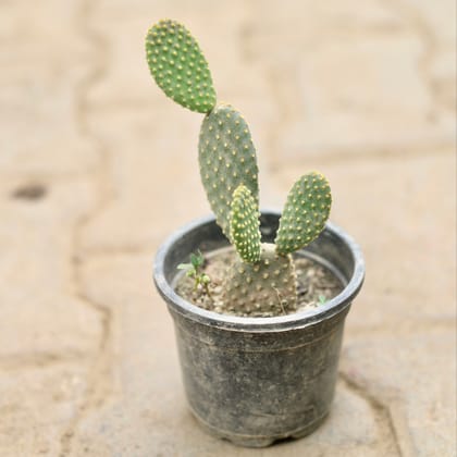 Bunny Ear Cactus in 4 Inch Plastic Pot