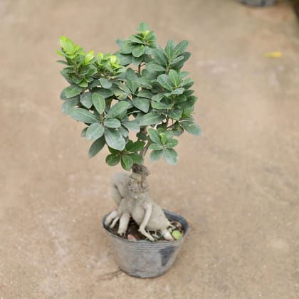 Ficus Ginseng Bonsai in 5 Inch Nursery Bag