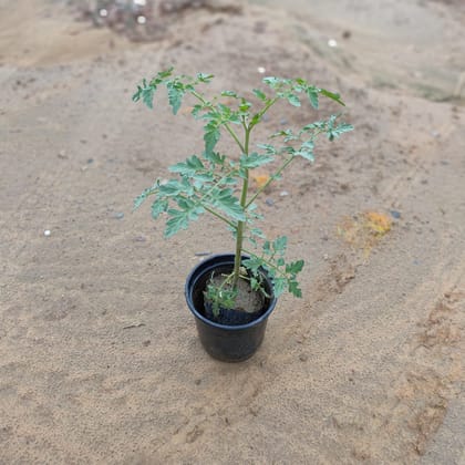 Tomato Plant in 6 Inch Plastic Pot