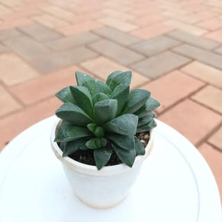 Haworthia Succulent in 2 Inch Plastic Pot