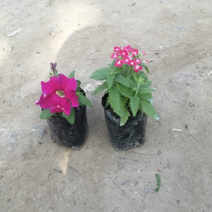Set of 2 Petunia & Verbena (any colour) in 4 Inch Nursery Bag