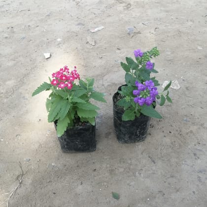 Set of 2 Verbena (any colour) in 4 Inch Nursery Bag