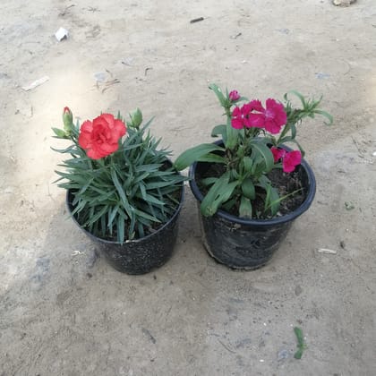 Set of 2 Carnation & Dianthus (any colour) in 6 Inch Plastic Pot