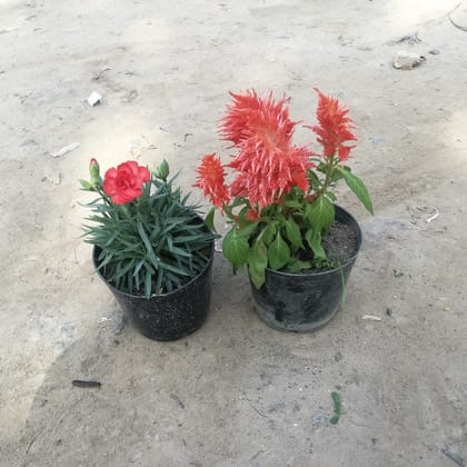 Set of 2 Carnation & Celosia (any colour) in 6 Inch Plastic Pot