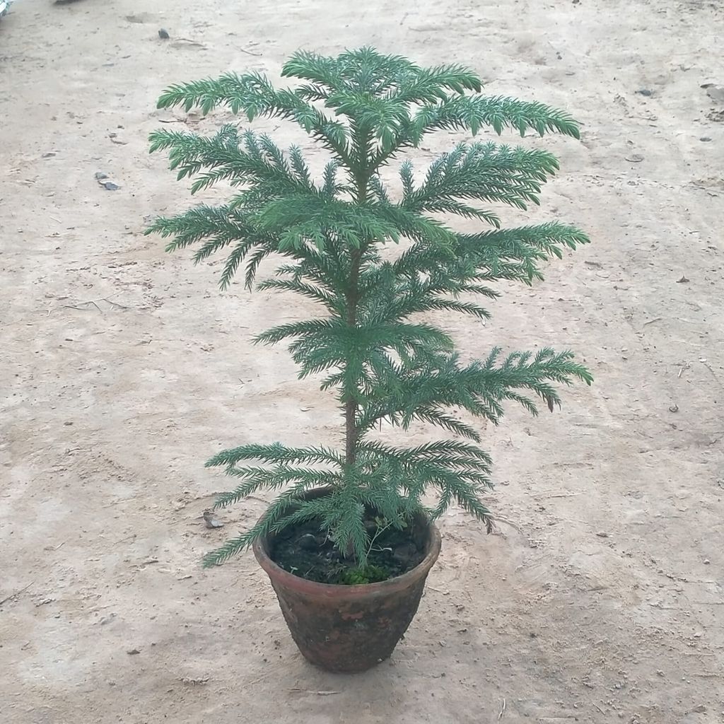 Araucaria / Christmas Tree in 6 Inch black Nursery Pot