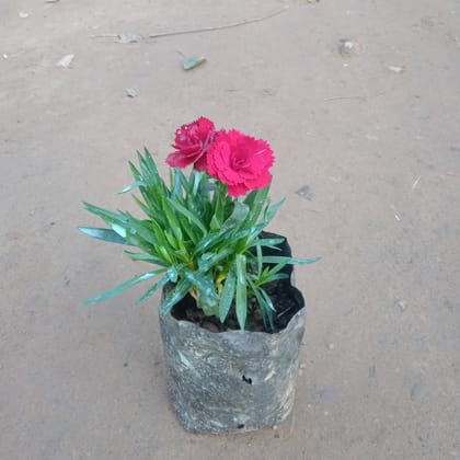 Carnation Red in 4 Inch Nursery  Bag