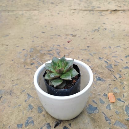 Buy Echeveria Dark Green in 3 Inch White Ceramic Pot Online | Urvann.com