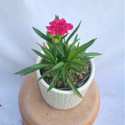 Carnation (any colour) in 4 Inch White Sphere Ceramic Pot