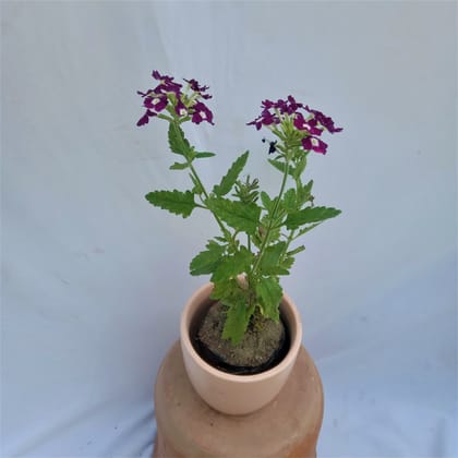 Verbena in 4 Inch Classy Ceramic Pot (colour may vary)