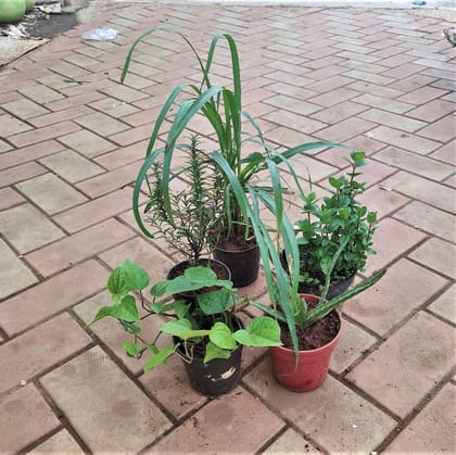 Herbal Combo - (Lemon Grass, Rosemary, Mint, Paan & Aloe Vera ) in Plastic Pot