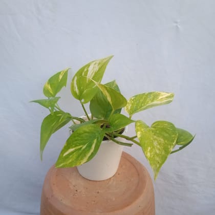 Money Plant in 4 Inch Ceramic Pot