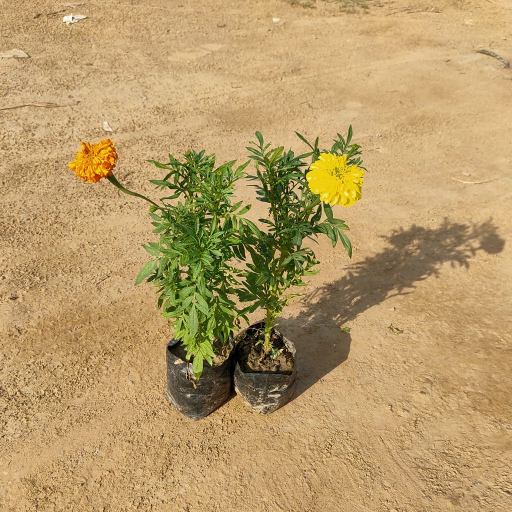 Set of 2 Marigold / Genda Jafri (any colour) in 4 Inch Nursery Bag