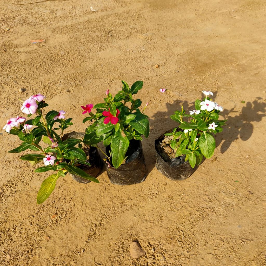 Set of 3 Vinca Sadabahar Periwinkle (any colour) in 4 Inch Nursery Bag
