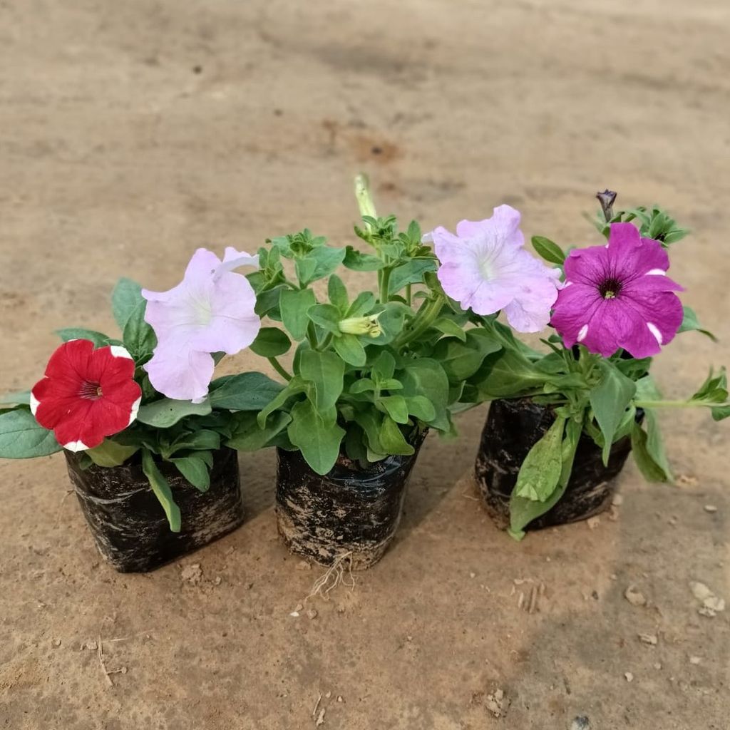 Set of 3 - Petunia (any colour) in 4 Inch Nursery Bag