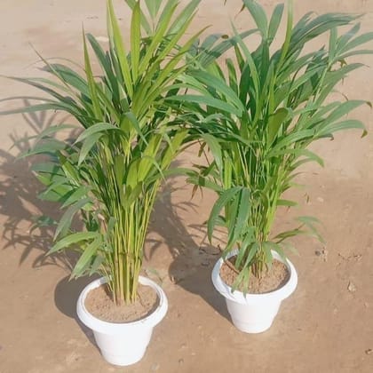 Buy Set of 2 - Areca Palm Dwarf in 10 Inch Classy White Plastic Pot Online | Urvann.com