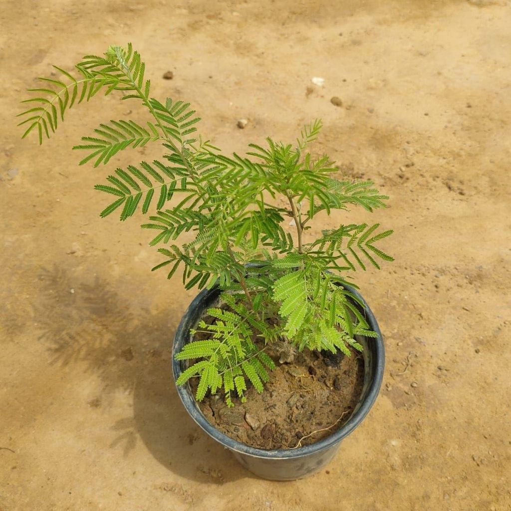 Shami Plant in 6 Inch Nursery Pot