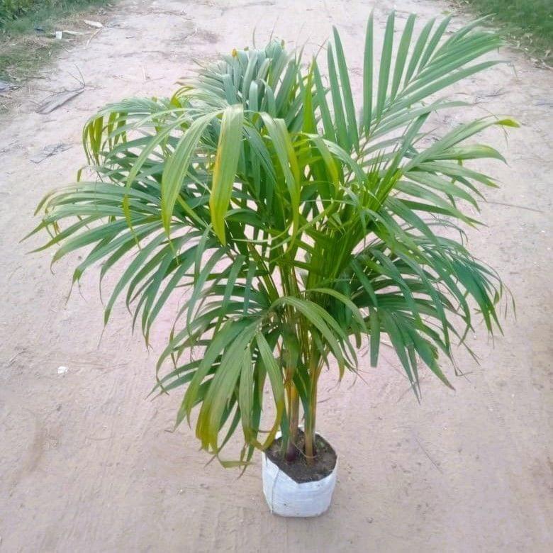 Areca Palm (~ 4-5 Ft.) in 7 Inch Nursery Bag