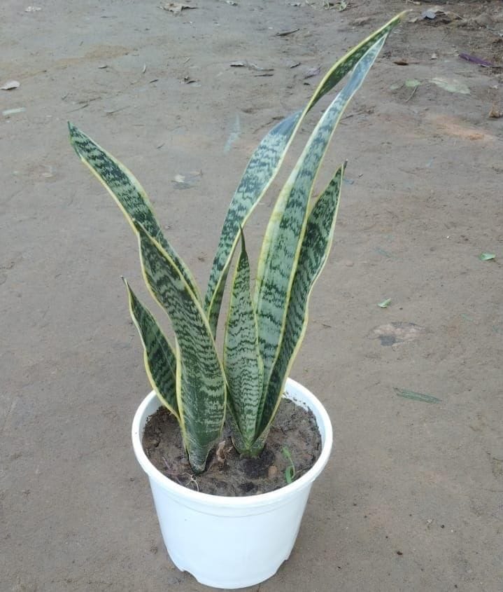 Yellow Snake Plant in 6 Inch White Nursery Pot